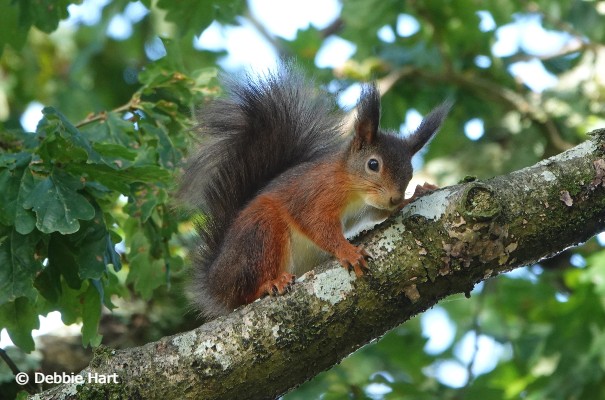 Red Squirrel on the Isle of Wight © Debbie Hart